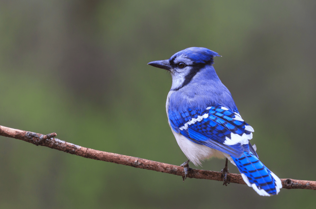 Bird Watching - Meet Ottumwa, Iowa