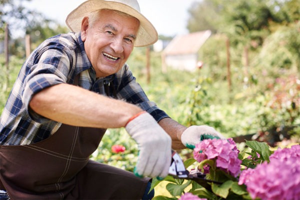 Elderly adult man tending to his garden.