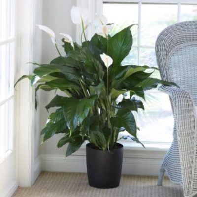 Peace lily plant in a corner