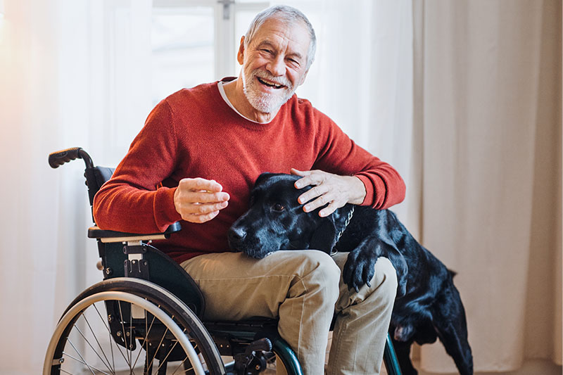 senior man in wheelchair playing with his pet dog.