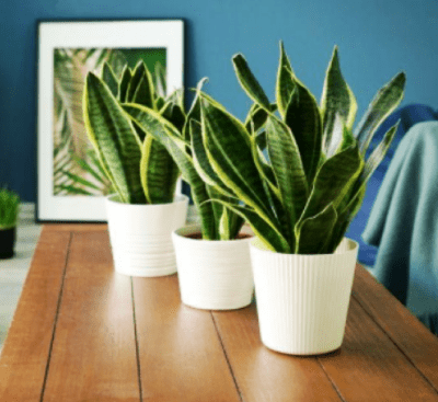 Snake plants in deskpots